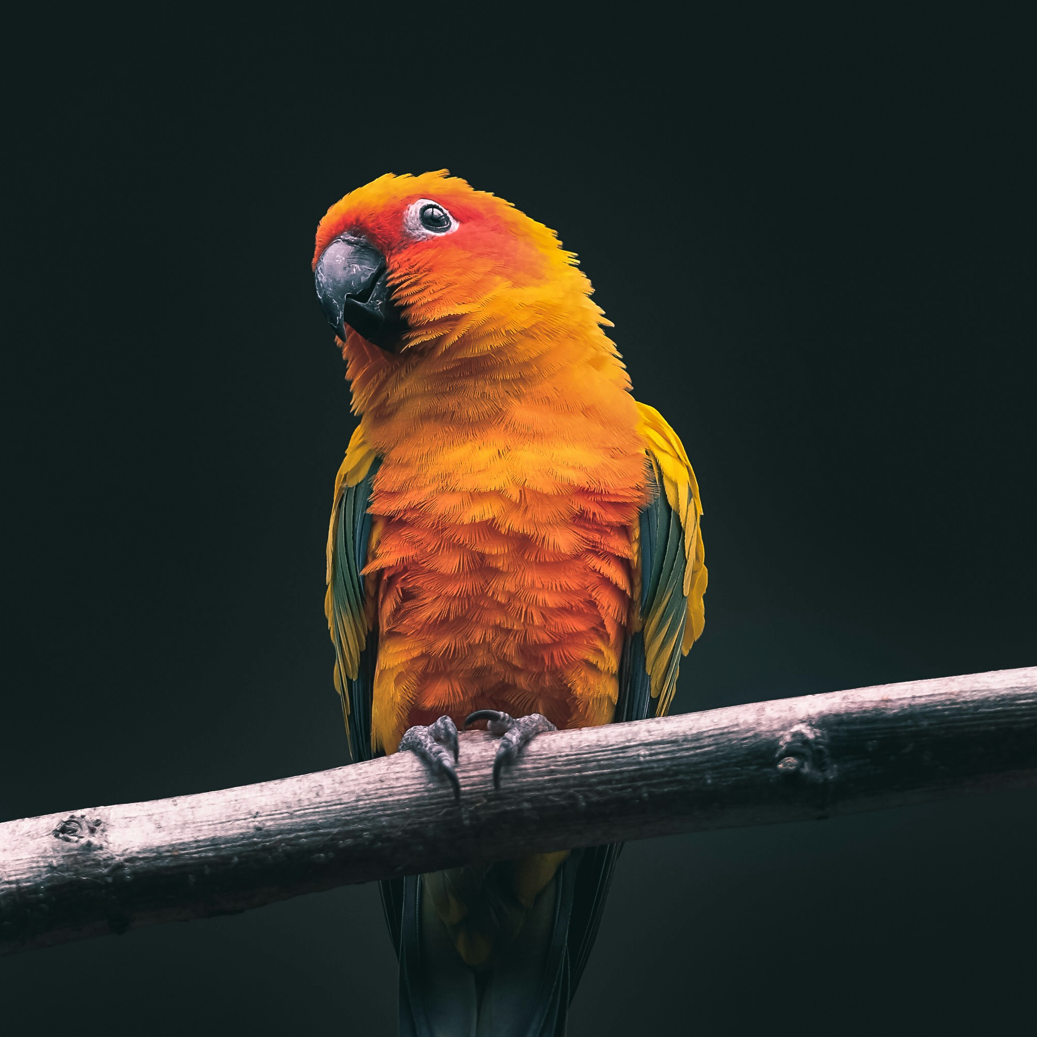 profile-pic-bird